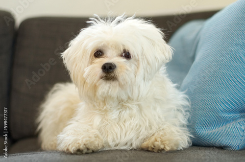 Poodle, dog sitting on sofa and in living room in the home. Portrait of a white puppy laying Indoors or inside of lounge, love or care for pet and little animal on couch in the house looking relax