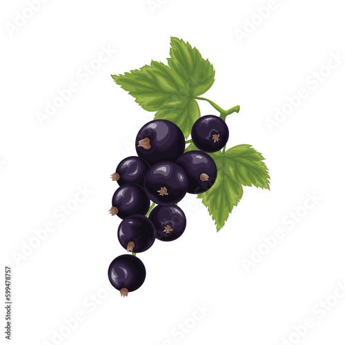 Black currant. A branch with ripe black currant and green leaves. A twig with ripe currant berries. Vector illustration on a white background