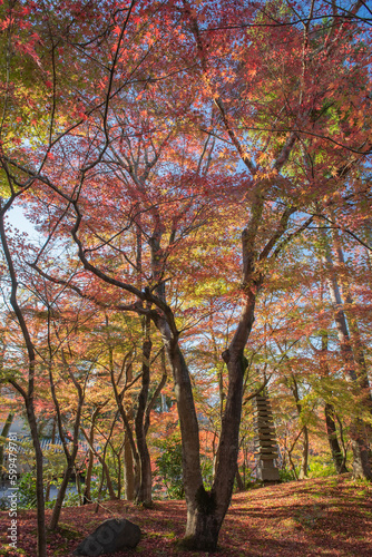 Maple tree in autumn