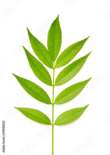 green leaf leaves isolated on white background. green leaf leaves isolated. branch green leaf leaves isolated