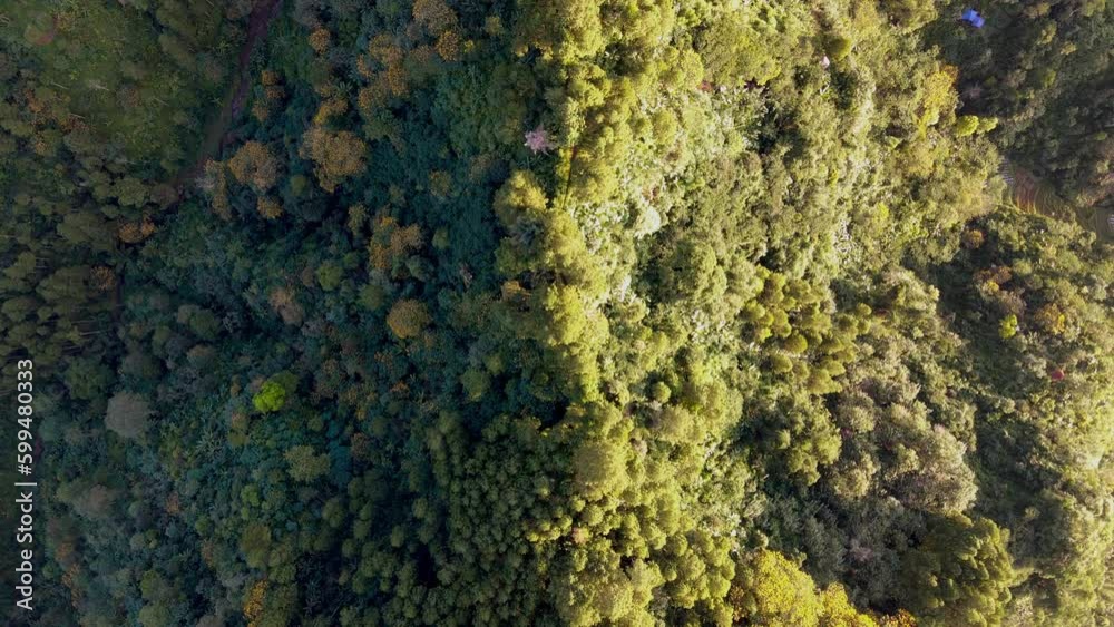 Overhead drone view of pine trees forest. The rays of the rising sun illuminates part of the forest. Woodland top down aerial shot. Natural background concept - 4K drone footage Overhead drone view of pine trees forest. The rays of the rising sun illuminates part of the forest. Woodland top down aerial shot. Natural background concept - 4K drone footage