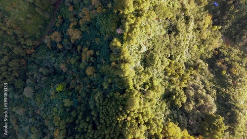 Wallpaper Mural Overhead drone view of pine trees forest. The rays of the rising sun illuminates part of the forest. Woodland top down aerial shot. Natural background concept - 4K drone footage Torontodigital.ca