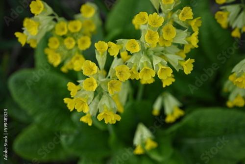yellow primrose flowers, the first spring flowers 