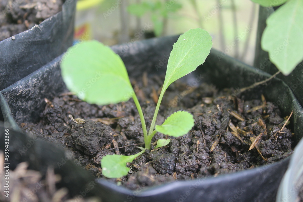green mustard plants that have just grown in polybags green mustard plants that have just grown in polybags