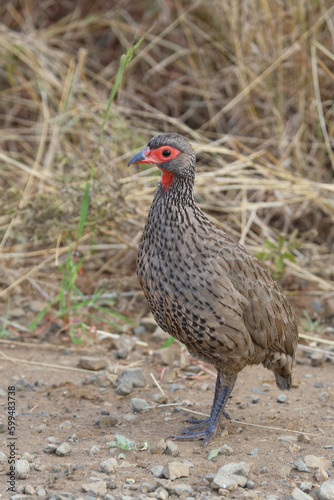 Swainsonfrankolin / Swainson's francolin or Swainson's spurfowl / Francolinus swainsonii.