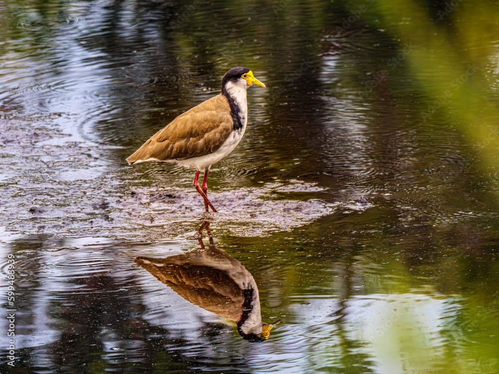 Fototapeta premium Plover In Rain