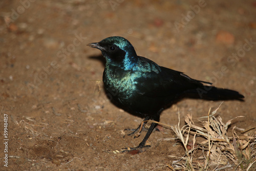 Riesenglanzstar / Burchell's starling / Lamprotornis australis photo