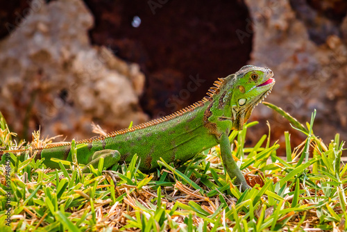 baby green iguana in green grass with blur background in carpenter lagoon of tampico tamaulipas  photo