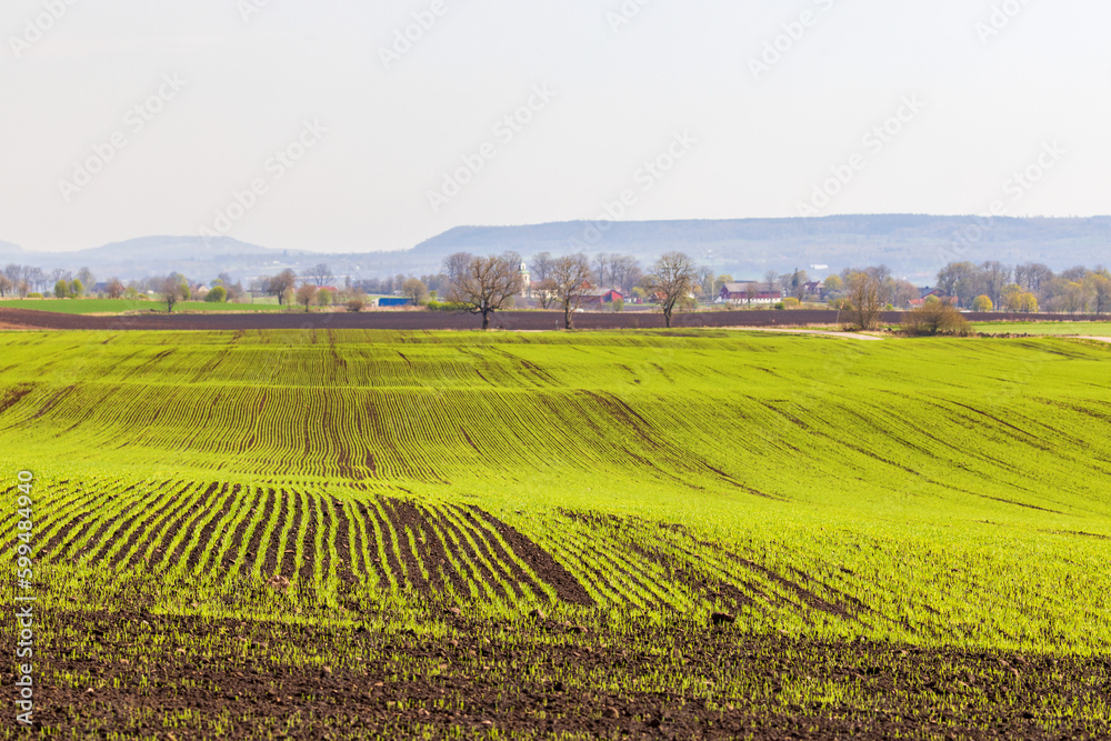 Green fields in rural landscape in spring