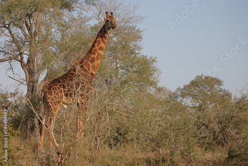 Photography Giraffe / Giraffe / Giraffa camelopardalis