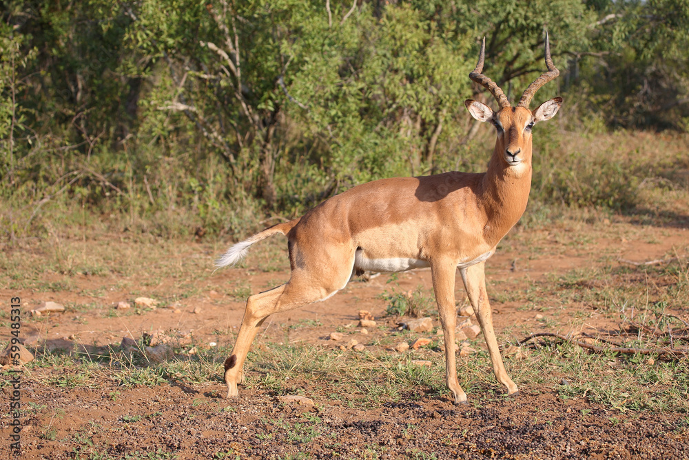 Schwarzfersenantilope / Impala / Aepyceros melampus Schwarzfersenantilope / Impala / Aepyceros melampus