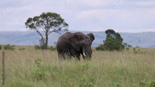 Sub-adult elephant in long grass in Masai Mara, Kenya