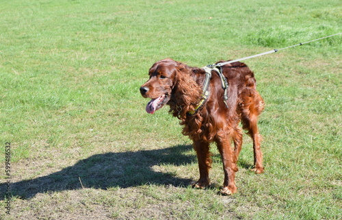 Canvastavla Gorgeous Irish setter dog in sunlit park on his walk.