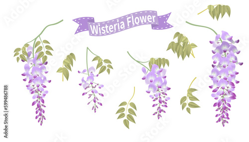 Combination of different wisteria flower bunches and leaves