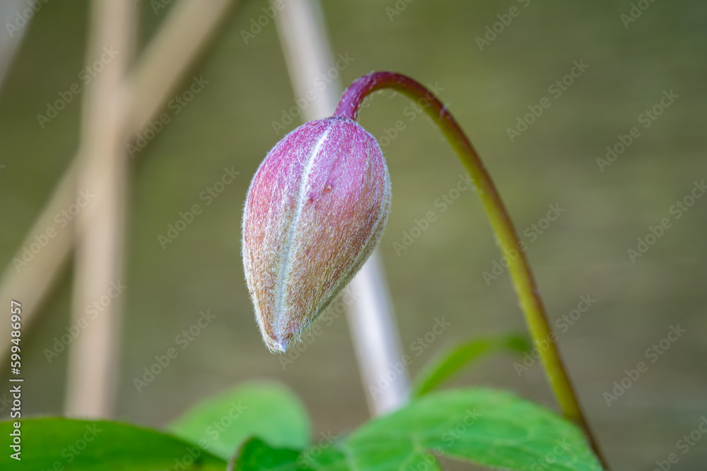 Macro shot of a flower bud of Clematis montana Macro shot of a flower bud of Clematis montana