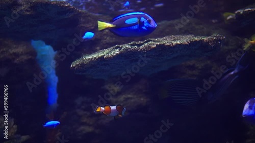 Close up of blue surgeon fish swimming next to a clownfish. Nemo film recreation  photo