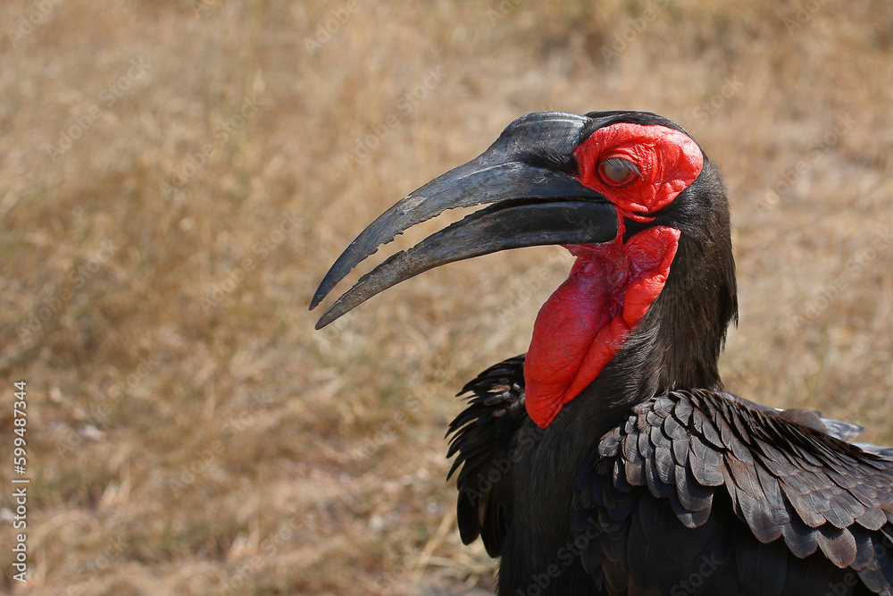 Kaffernhornrabe / Southern ground hornbill / Bucorvus leadbeateri Kaffernhornrabe / Southern ground hornbill / Bucorvus leadbeateri