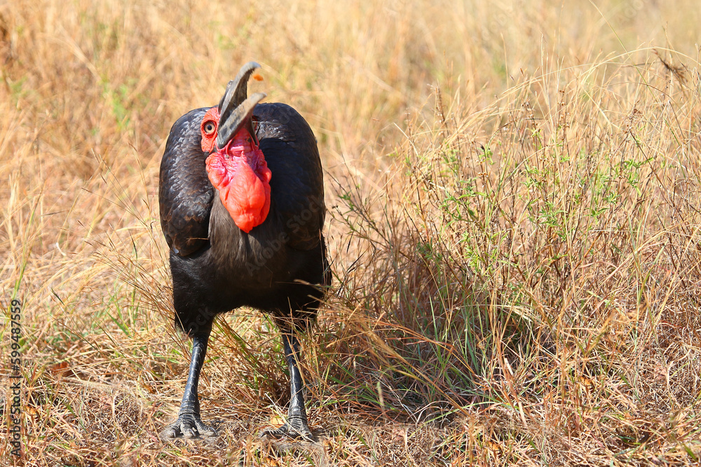 Kaffernhornrabe / Southern ground hornbill / Bucorvus leadbeateri..