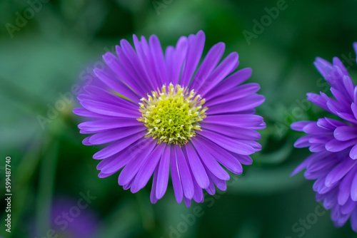 European Michaelmas-daisy   Italian aster   Aster amellus