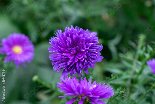 China Aster | Callistephus chinensis