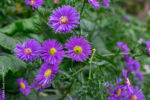 Bunch of European Michaelmas Daisy   Italian aster   Aster amellus