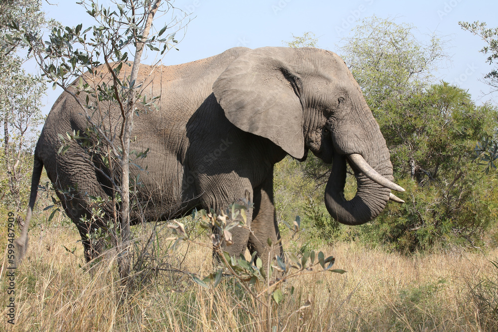 Fototapeta premium Afrikanischer Elefant / African elephant / Loxodonta africana