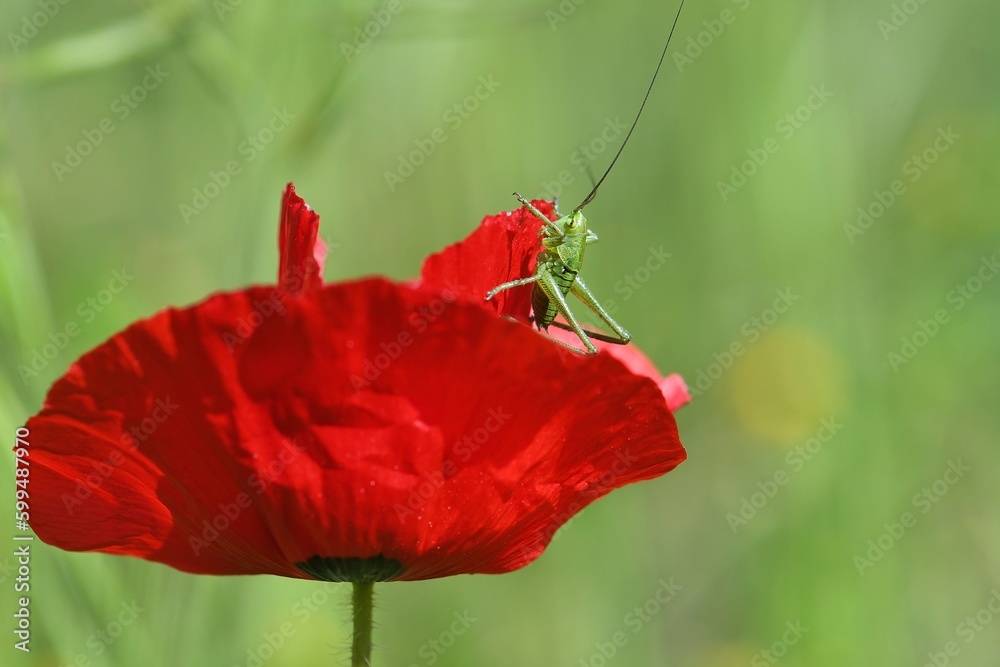 Obraz premium sauterelle sur coquelicot 4