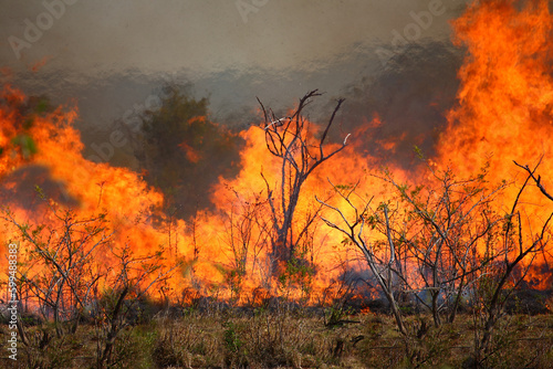 Afrikanischer Busch - Krügerpark - Buschfeuer / African Bush - Kruger Park - Bushfire /