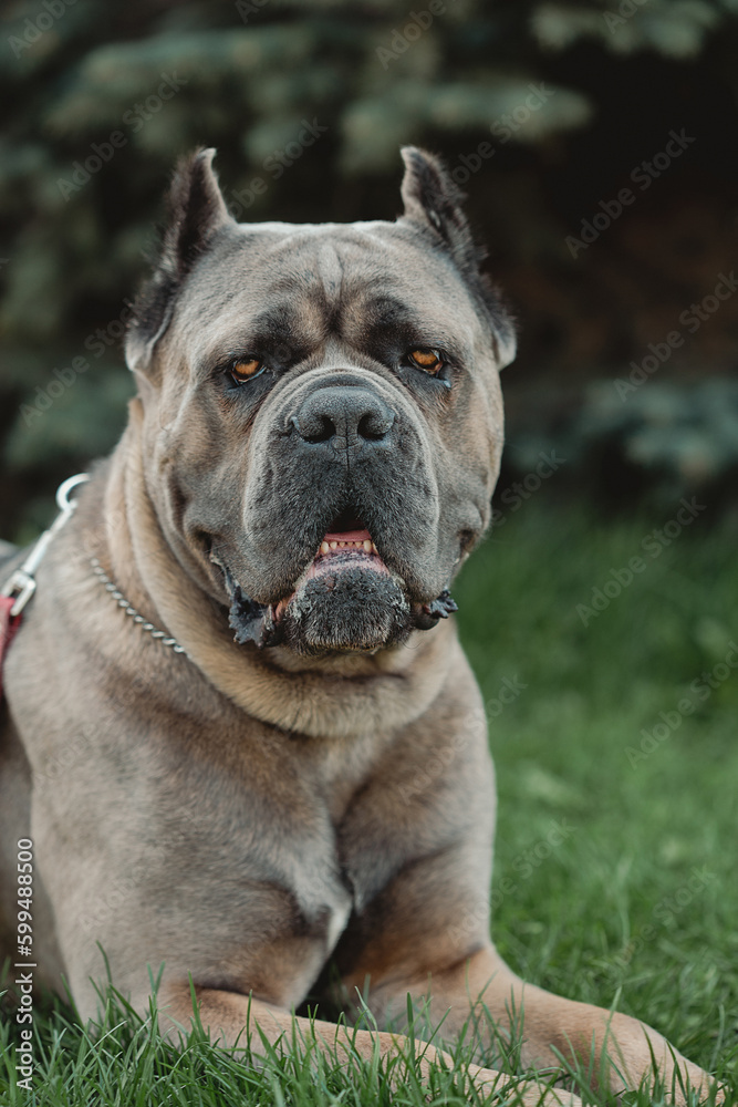 Cane Corso portrait. Cane Corso sits on green grass outdoors. Large dog breeds. Italian dog Cane Corso. The courageous look of a dog.