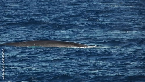 Fin whale in mediterranean sea slow motion footage photo