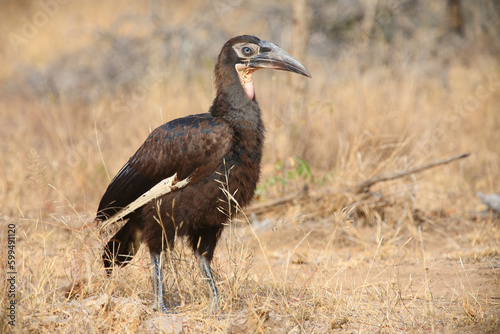 Kaffernhornrabe / Southern ground hornbill / Bucorvus leadbeateri. photo