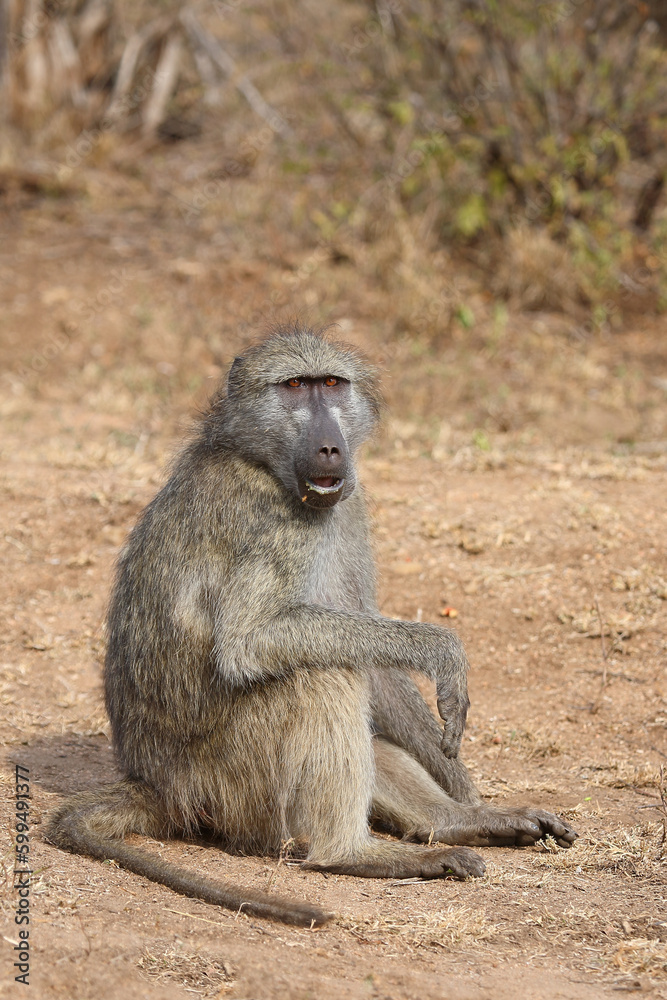Bärenpavian / Chacma baboon / Papio ursinus.. Bärenpavian / Chacma baboon / Papio ursinus..