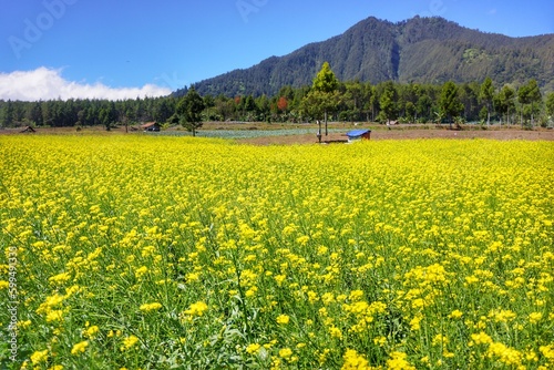 Mustard plants grown in fields in the mountainous area of       Jampit  Bondowoso  East Java