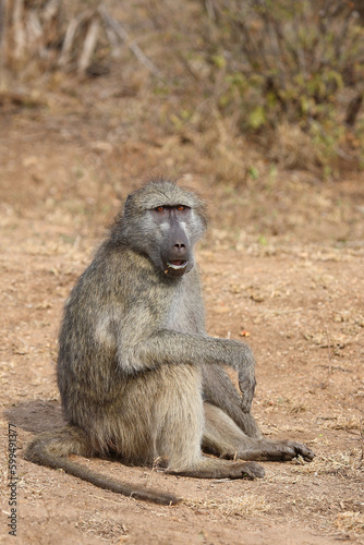 Bärenpavian / Chacma baboon / Papio ursinus..