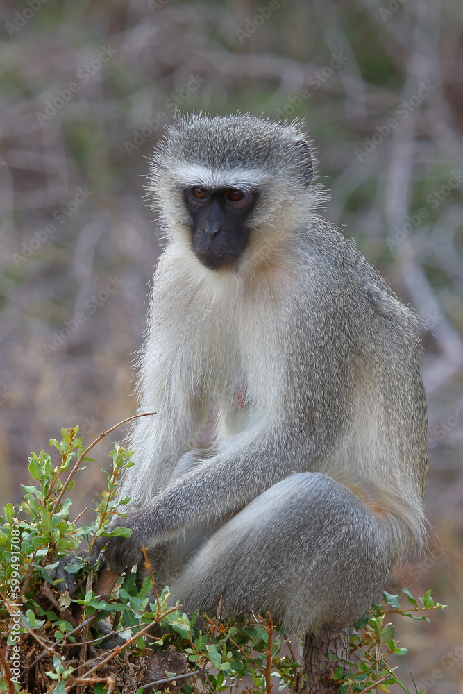 Grüne Meerkatze / Vervet monkey / Cercopithecus aethiops . Grüne Meerkatze / Vervet monkey / Cercopithecus aethiops .