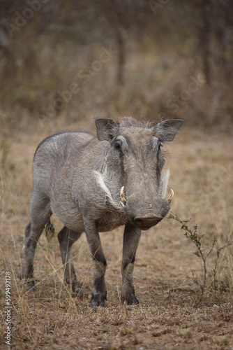 Warzenschwein   Warthog   Phacochoerus africanus