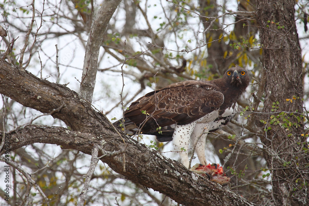Fototapeta premium Kampfadler / Martial Eagle / Polemaetus bellicosus