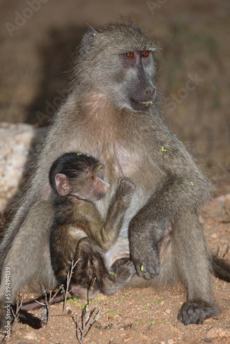 Bärenpavian / Chacma baboon / Papio ursinus