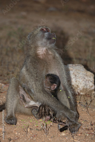 Bärenpavian / Chacma baboon / Papio ursinus