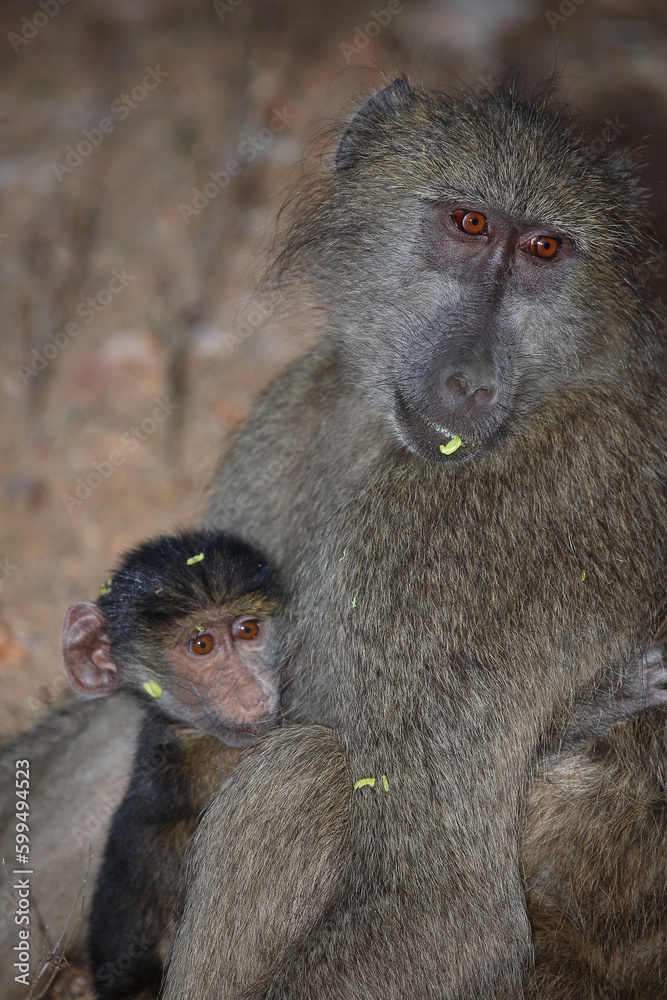Fototapeta premium Bärenpavian / Chacma baboon / Papio ursinus