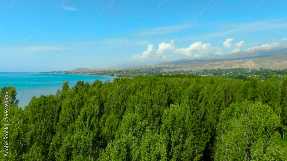 Poplar trees Poplar trees