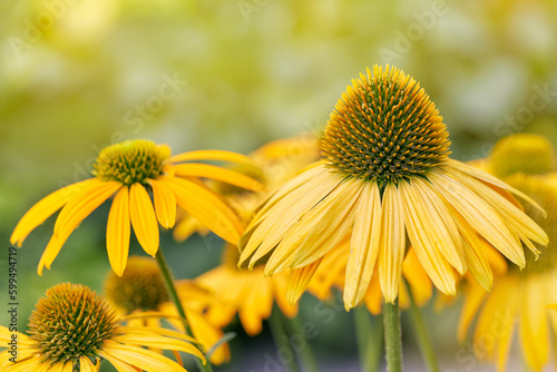 Yellow coneflower echinacea flowers close-up. Sunny yellow bokeh in background.
 photo