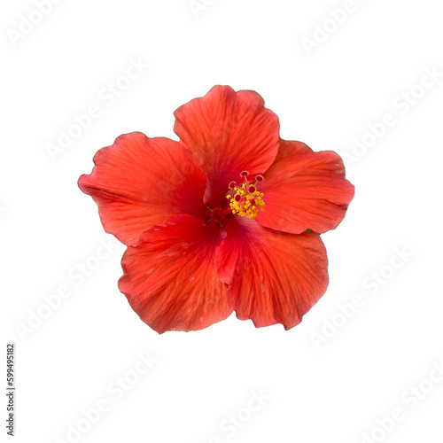 A single red hibiscus flower on white background.  An isolated red flower on white background.  A flower head of Chinese Rose Flower, Shoe flower.  Tropical flower in Thailand.  Abstract red flower. © Sarah Saa