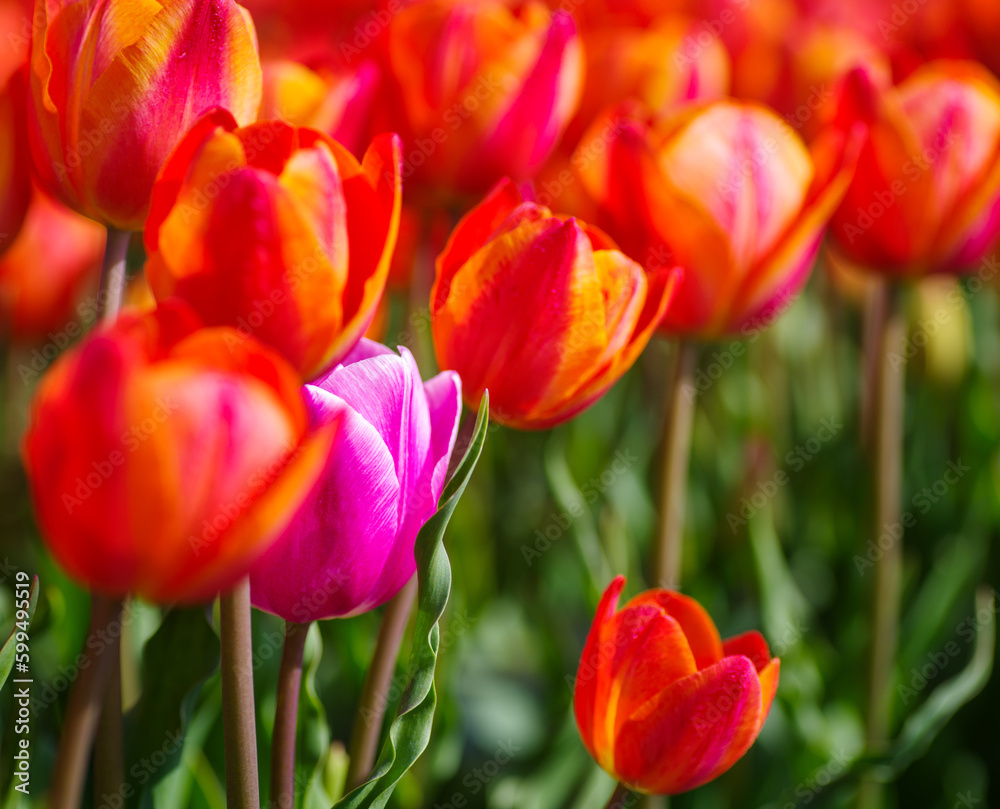 blooming tulips in the netherlands blooming tulips in the netherlands