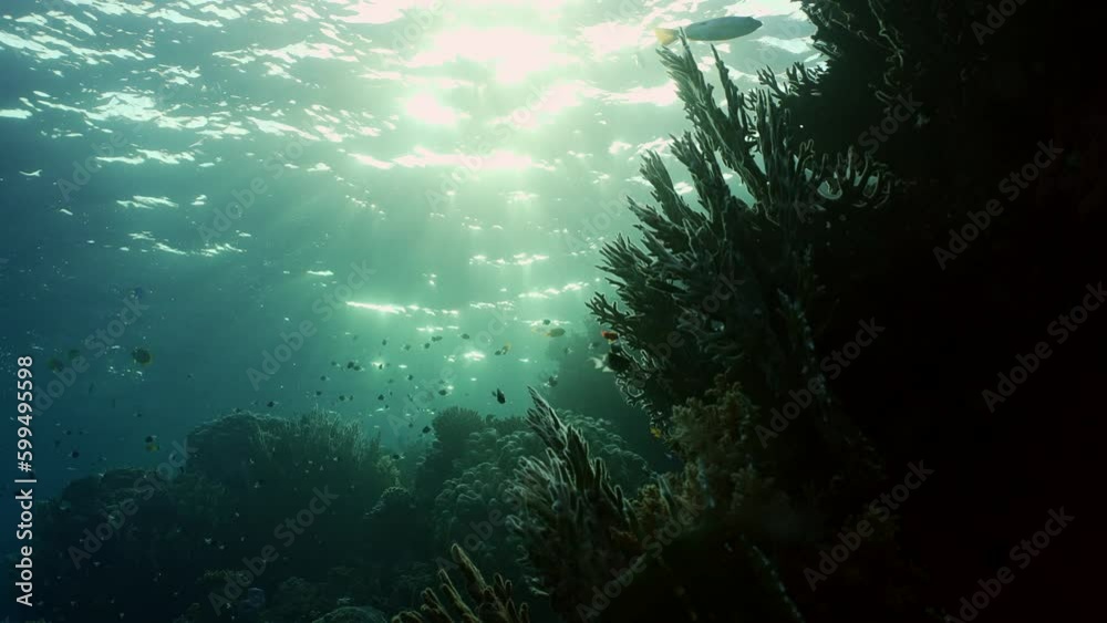 Silhouette of coral reef in morning sunbeams, Slow motion, Bucklighting (Contre-jour). Life on tropical coral reef under sunbeams at dawn. Tropic fishes swims over coral reef in morning sun rays Silhouette of coral reef in morning sunbeams, Slow motion, Bucklighting (Contre-jour). Life on tropical coral reef under sunbeams at dawn. Tropic fishes swims over coral reef in morning sun rays