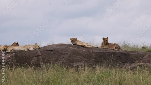 Pride of lions sleeping on top of a rock in the Masai Mara, Kenya 