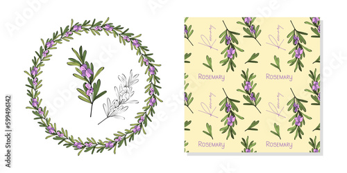 Set Rosemary doodle twig with flowers, wreath, pattern and isolated rosemary contour hand drawing. Vector illustration