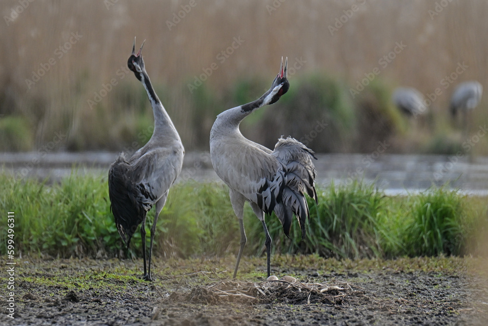 Fototapeta premium gray cranes brooding in the wild
