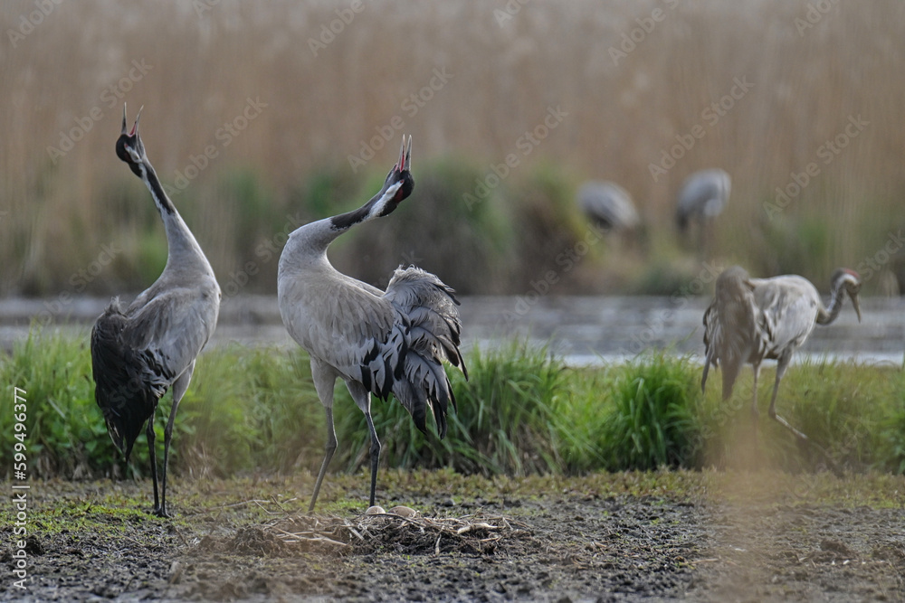 Obraz premium gray cranes brooding in the wild