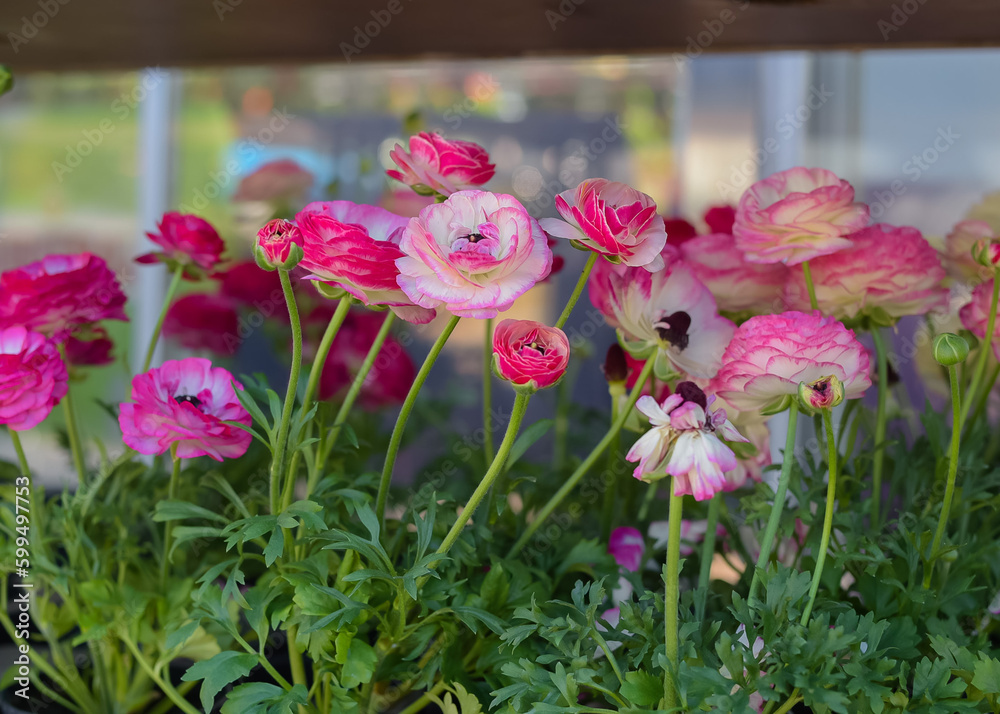 Flowers in pots in a greenhouse. Beautiful blooming green house. Greenhouse for growing seedlings of plants. Flowering plants in a flower nursery. Plants. Flowers in pots in a greenhouse. Beautiful blooming green house. Greenhouse for growing seedlings of plants. Flowering plants in a flower nursery. Plants.